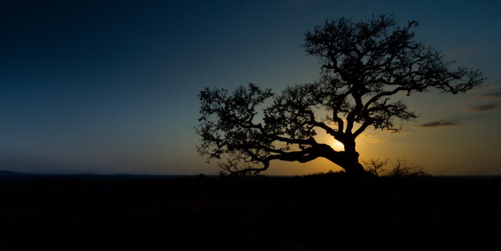 rejse til afrika paa ferie trae mod solnedgang 1024x514