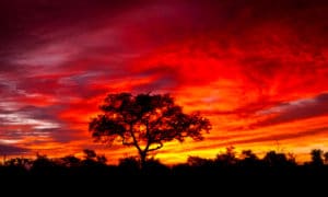 smuk solnedgang i kruger national park i sydafrika 300x180